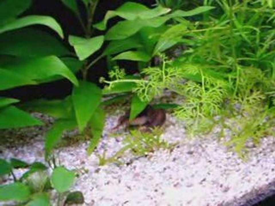 Corydoras
