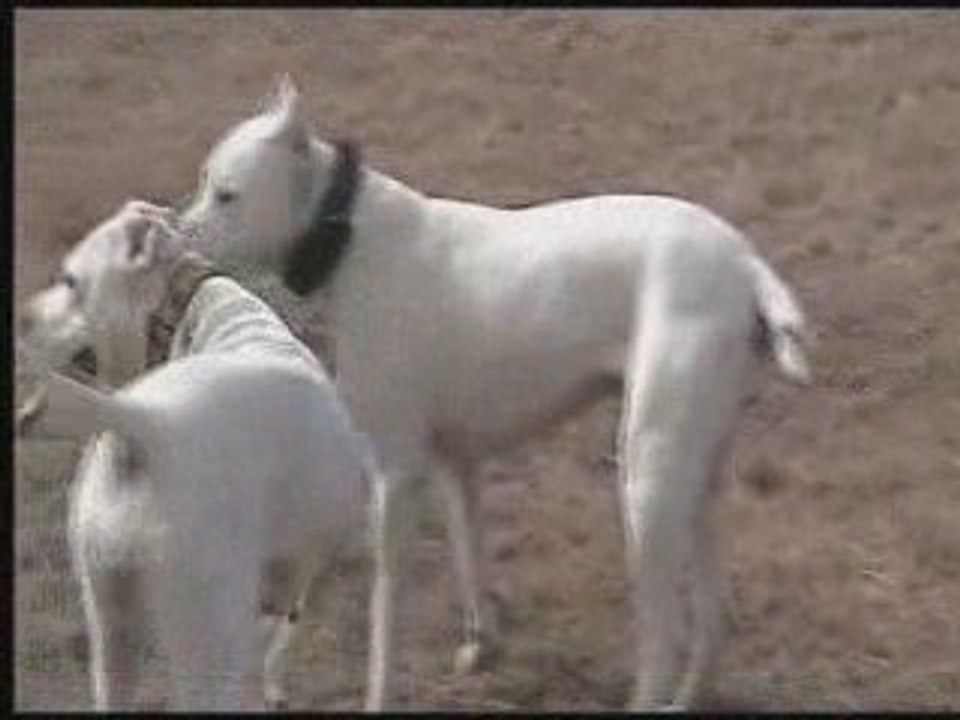Brenda et nikita