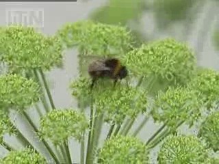 Saving Britain's bees