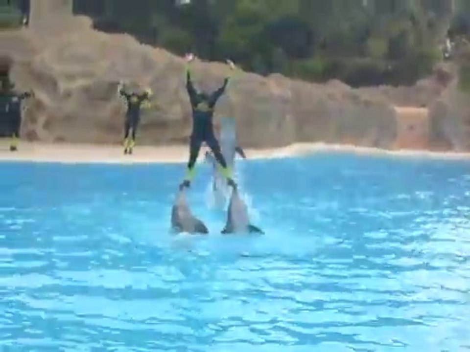show dauphins