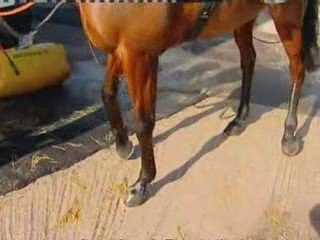 Queen hopes for a Cheltenham winner in the Gold Cup