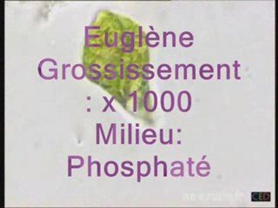 Vidéo projet de cours.