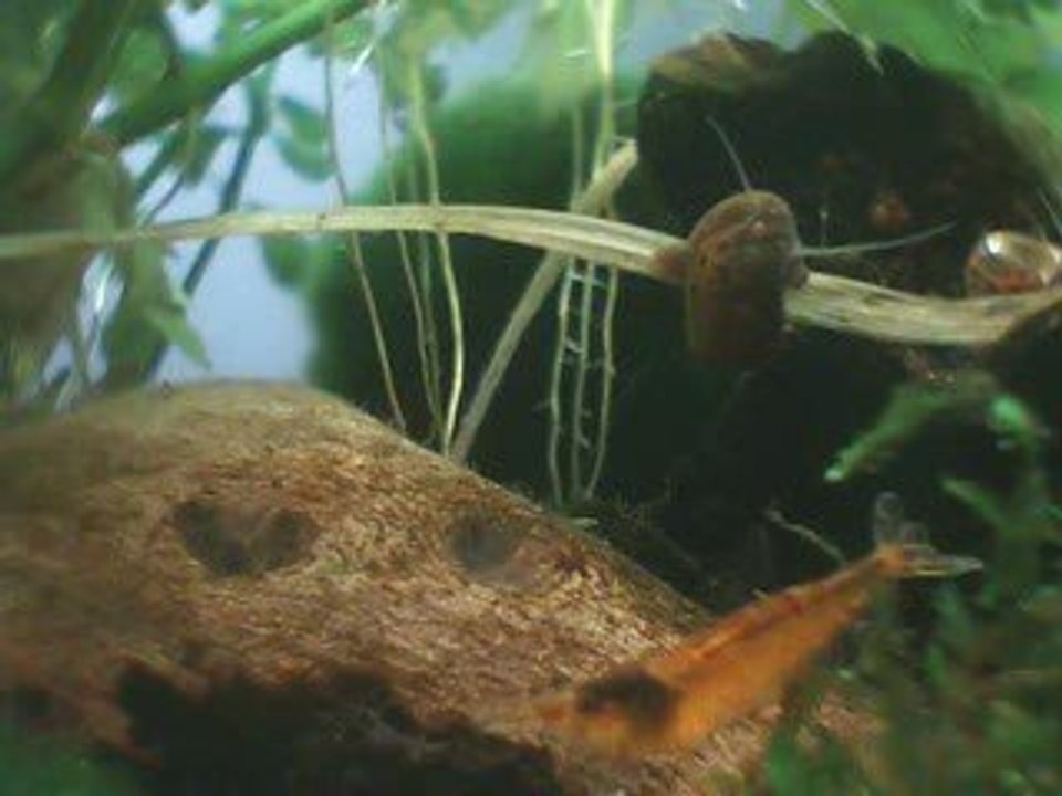 Schwebe Schnecke