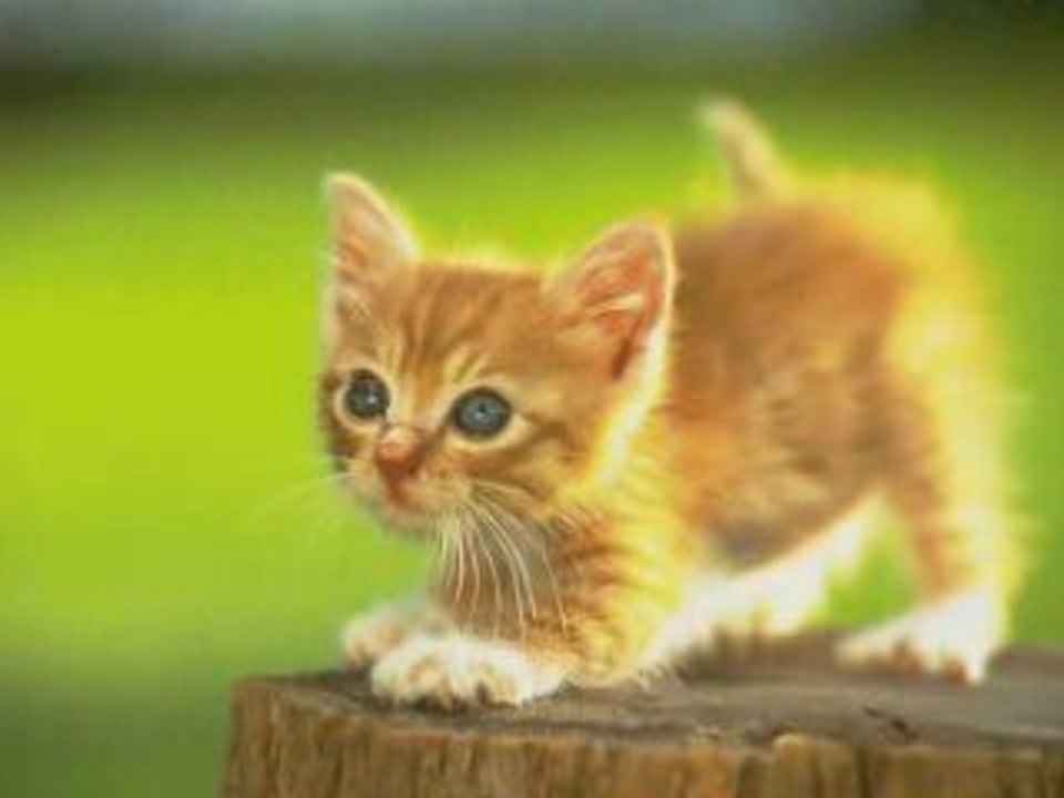 Les chats