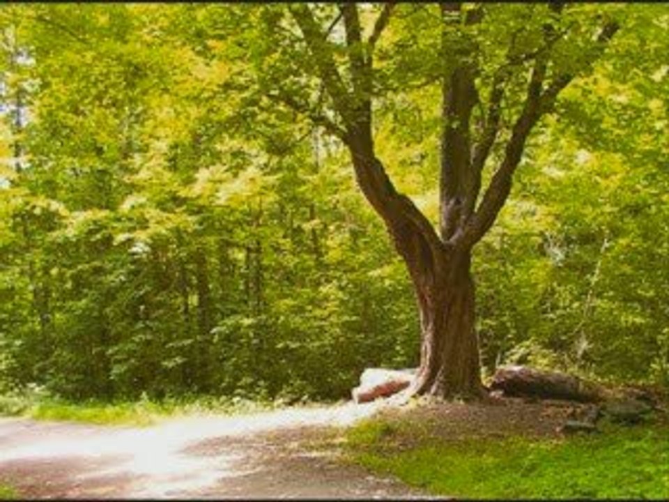 Arbres de notre Terre