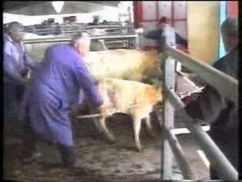 Mauvais traitements d'animaux sur les marchés aux bestiaux e