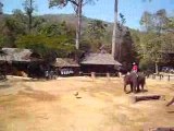 catpat thailande elephants 1