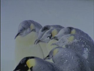 INNOVERT PUB, vous n'êtes pas des pinguins