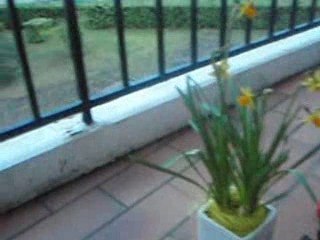 2009 03 12 LEVER DU JOUR CHEZ ANNICK