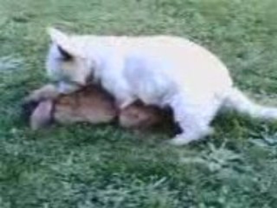 Fifi-et-lapin