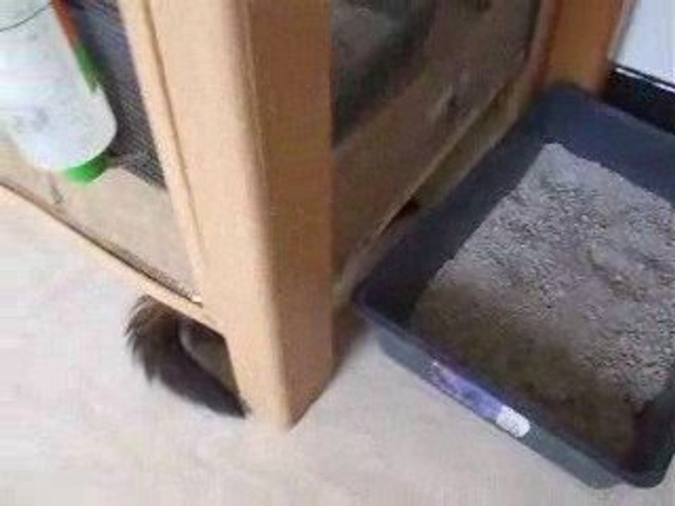 romeo furet association les furets de la deuxieme chance