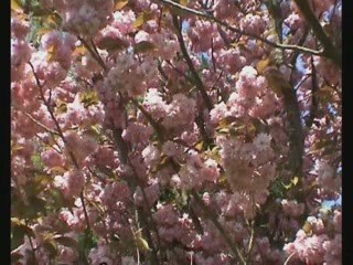 Printemps en Picardie