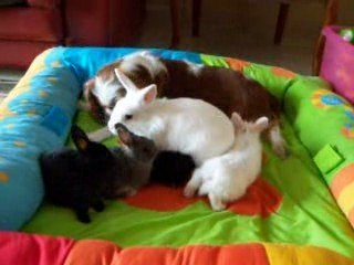 100_3778cavalier king charles et les lapins