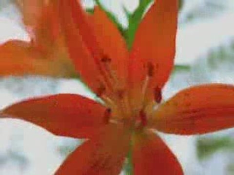 Поющие цветы,Так поют цветы.