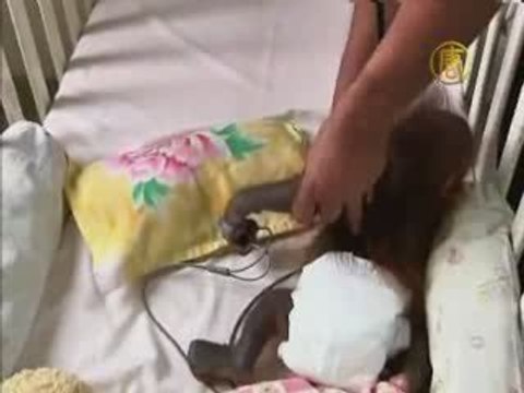 Conservation Program for Endangered Orangutans
