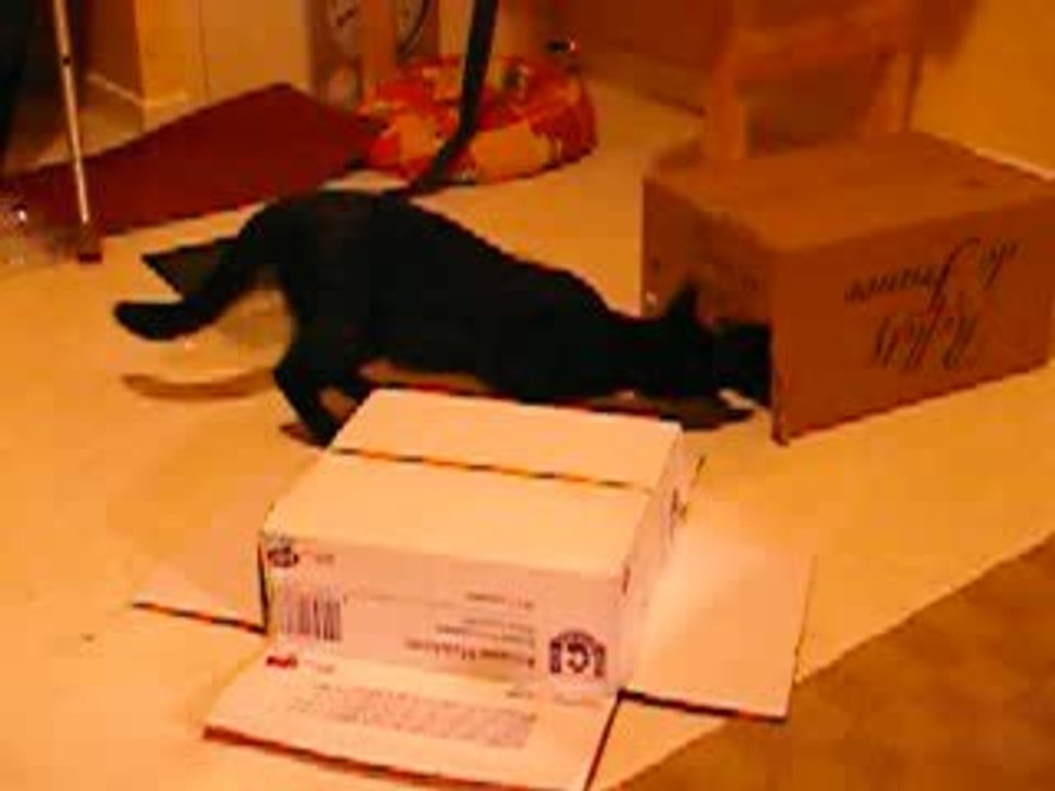 Carton 1
