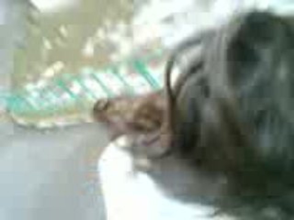 Joul's