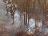 Forest Fire Rages in Eastern India