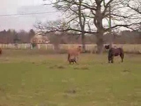 Pilou galop pré chiennes