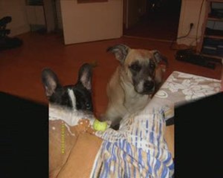 La vie de Bounty (Bouledogue Français)