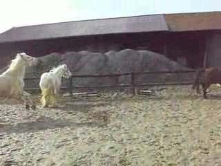 Flann avec les copains