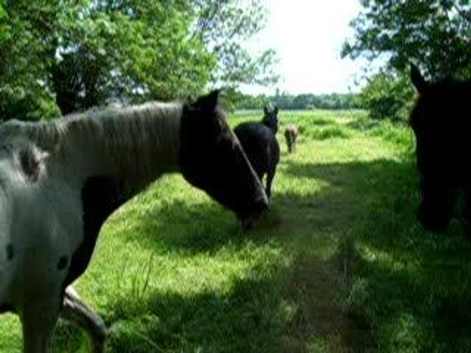 chevaux au pré