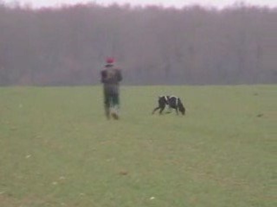 Viva Maria - Concours RCI à Roinville le 07/03/09,  pistage (97/100)