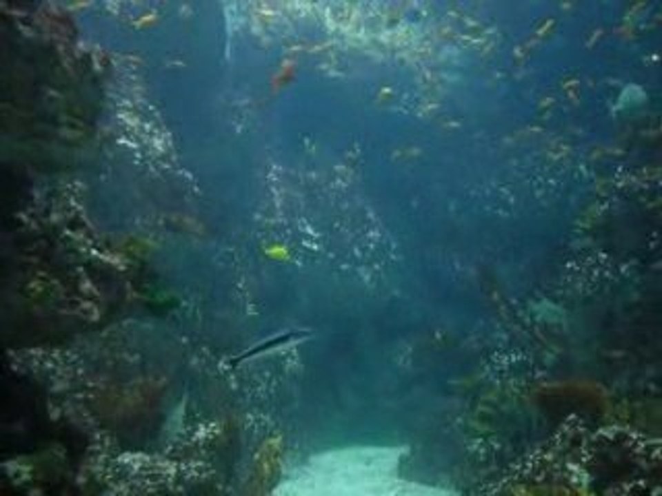 Petit poisson !!!