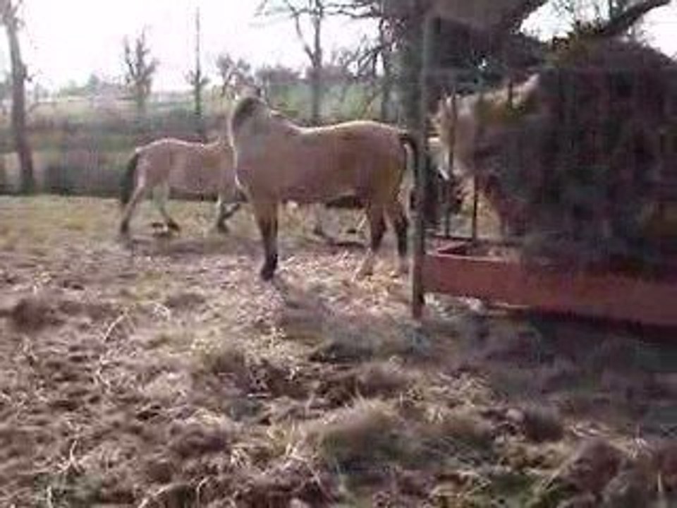 eldo & poney 2