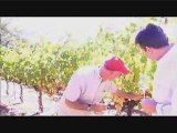 Napa Valley Vineyard Harvest Report - Buy Red Wine White
