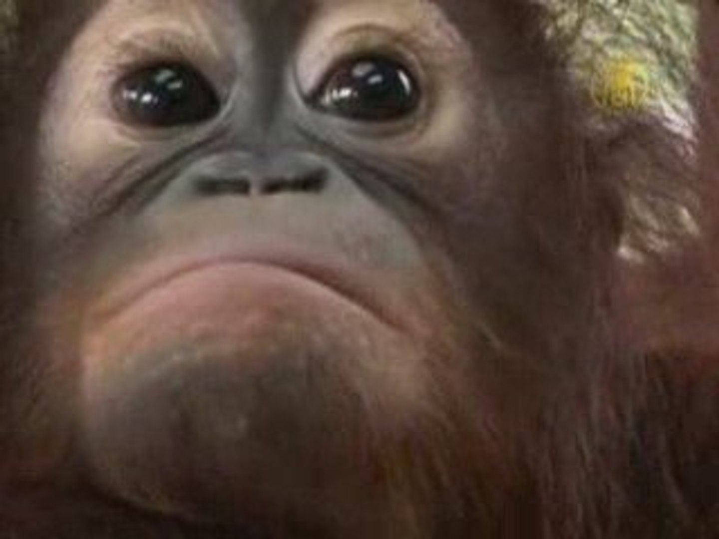 ⁣Conservation Program for Endangered Orangutans