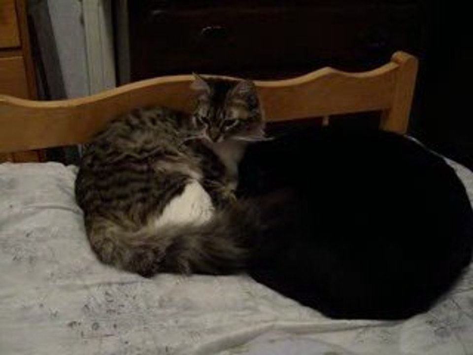 Toilette de Bijou