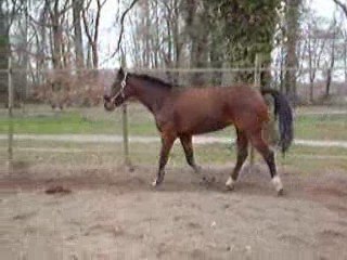 Longe trot