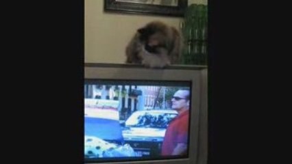 Volga n'aime pas Jack Nicholson