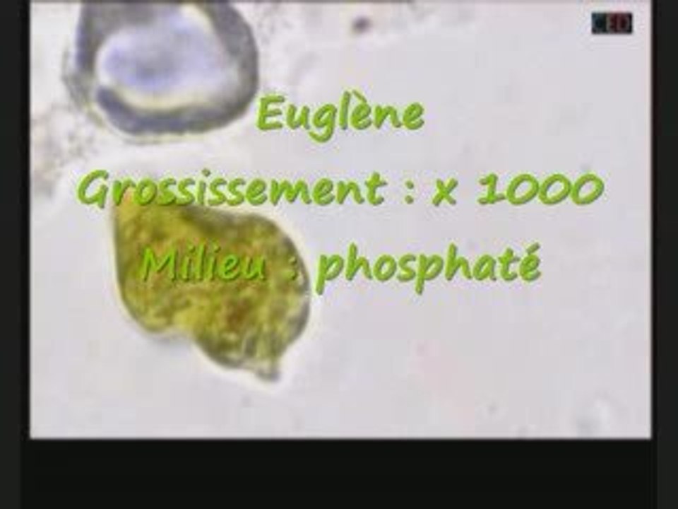 EUGLENESTORY