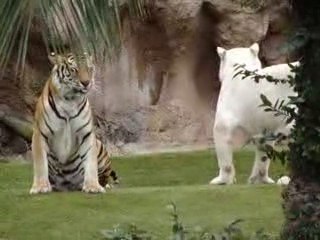 Tigre albinos