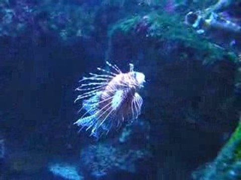 Aquarium Saint Gilles les Bains Réunion