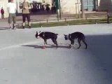 Deux chiens sur un skate