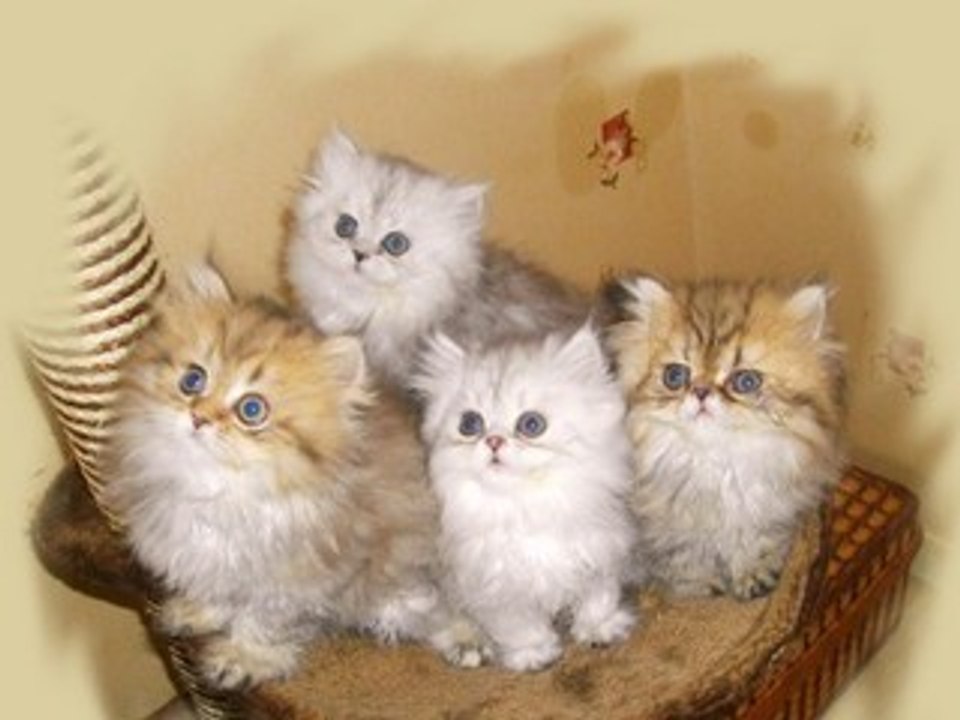 chaton persan chinchilla