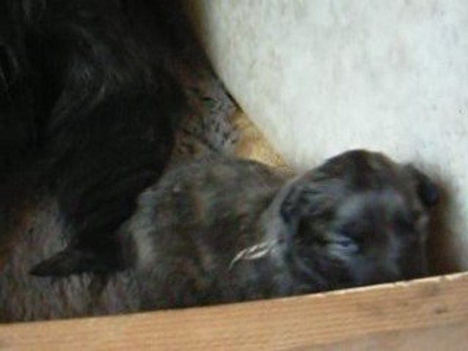 2009-03-12DSCN3706_chiots_Virna