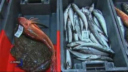 Sables d'Olonne : Effondrement du cours du poisson