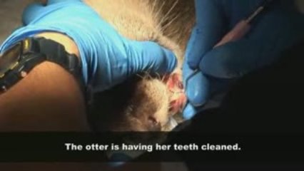 Asian Otter Vet Procedure at Georgia Aquarium