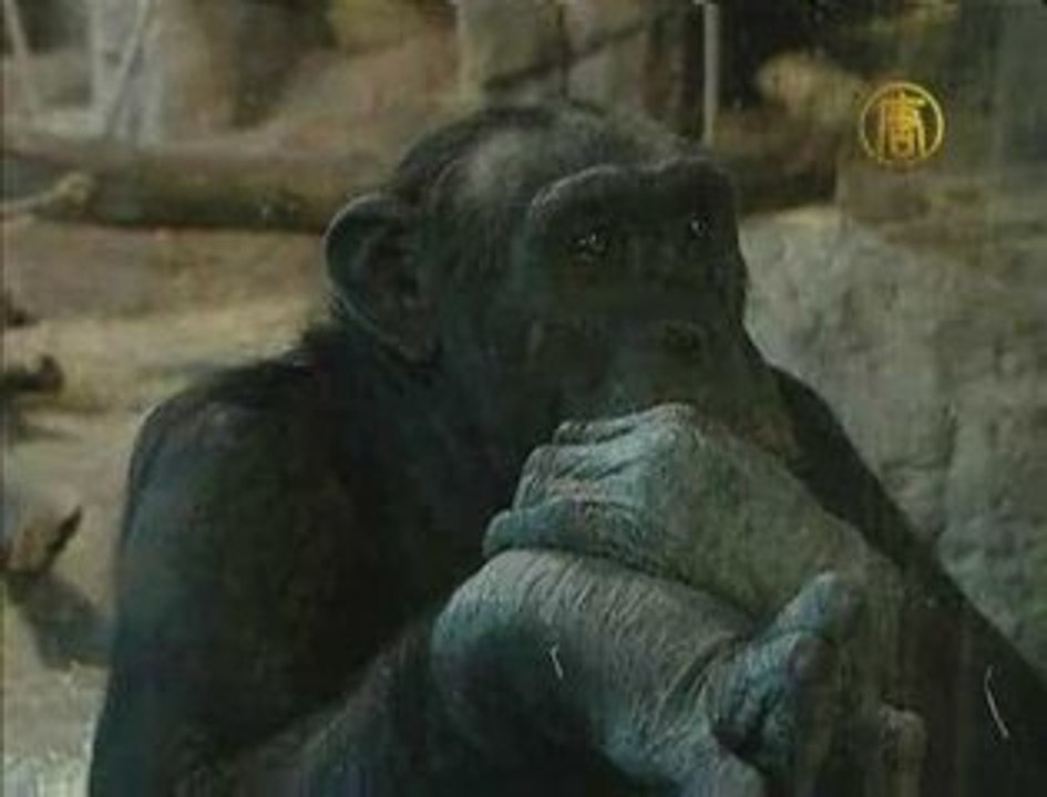 Chimp Shows Planning Abilities