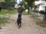 chien super saut  beauceron