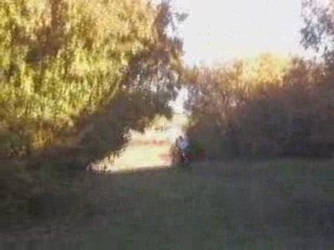 Teaser flying pigs 3