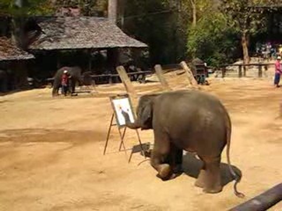 catpat thailande elephants 5
