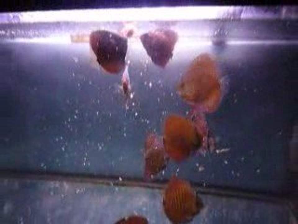 Discus phong repas 5 mois