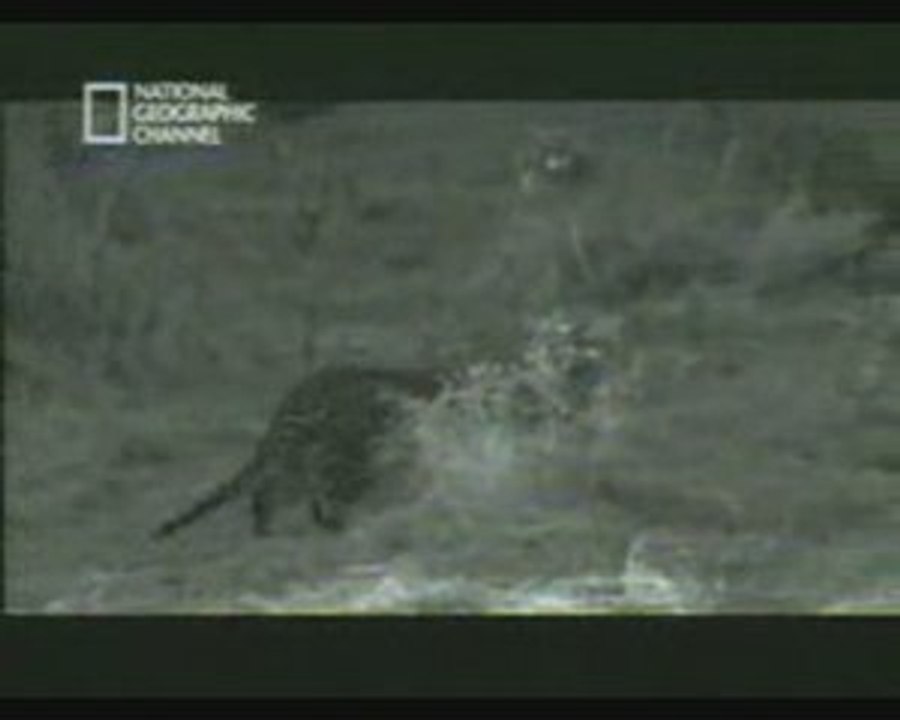 Leopar anne maymunu yedi yavrusunu kurtardı