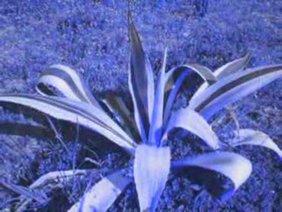 Video velez_0002