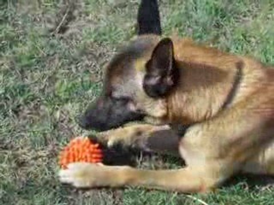 La mafia canine